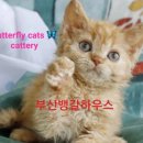 부산뱅갈하우스 이미지