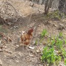 이레 양계장 이미지