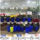 은성조경 | (백일잔치) 은성꽃도매상가방문, 꽃사기 , 꽃도매, 주차 , 운영시간 ,백일상