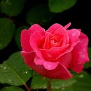 송이송이 이미지