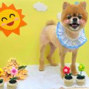 오늘도 해맑개 이미지