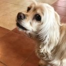 덕수네애견 이미지