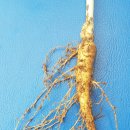 한국농약사 이미지