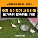 곽암 | [울산/북구(강동)] 아이와 방문하기 좋은 카페 추천/곽암아트카페갤러리 방문후기/오리있는 카페