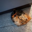 동성관 | 자양 중국집 동성관 배달 실제 후기