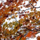 2025 전국 단풍 명소 공개... 절정 시기는? 이미지