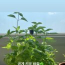장암이마켓 네이버블로그