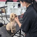 애견미용 이미지