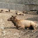 임실사슴농장 이미지