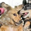 워너비독 이미지