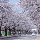 봄꽃축제 가볼만한곳 - 수원 경기도청 벚꽃축제 이미지