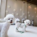 오션유치원 브런치