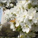 배밭갈비 이미지