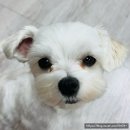 동부 동물병원 이미지