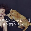 데본냥이 이미지