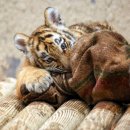 만 마리의 호랑이 이미지