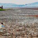 무안갯벌낙지 이미지