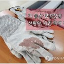 충북청과 - 영동군 영산로 25 | 충북청과