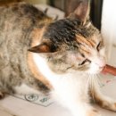 임산시장 이미지