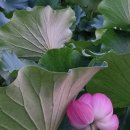 교행신증-정신게