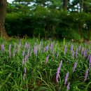 한밭수목원 동원 이미지