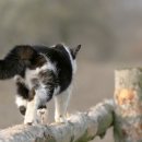 대디동물병원 이미지