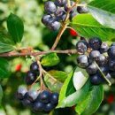 아로니아 이미지