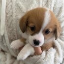 버디독 강아지분양 안심분양센터 시흥점 이미지