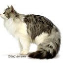 나도 고양이 생겼다 이미지