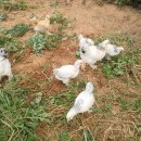 태석농장 이미지