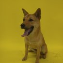 루루 반려견 이미지