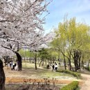 북서울꿈의숲(라포레스타) | 서울에서 세 번째로 큰 공원!? 꼭 가봐야 할 서울 벚꽃 명소 '북서울꿈의숲' 후기