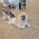 앙쥬레브 애견호텔&애견유치원 송도점 이미지