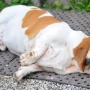 보정동물병원 이미지