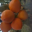 월하농장 이미지