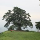 고목나무 이미지