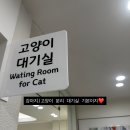 키다리 동물병원 | 내돈내산 서울 마포구 고양이동물병원 추천 : 키다리동물병원