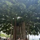 하와이 키즈풀 | 하와이 신혼여행 일정 공유 :) DAY 8 오아후섬_ 쉐라톤 와이키키 인피니티풀, Teddy's Bigger...