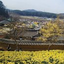 (여행.트레킹) 서산 유기방가옥 수선화 축제 / 태안 튤립축제 다녀오세요. 이미지