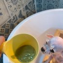 이로애견미용실 이미지