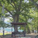 고흥숲속의바다 | [고흥] 관산식당, 썬밸리리조트, 싱싱바다수산, 시드니월남쌈, 카페 나로와