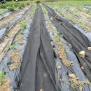 웅골 협동조합 이미지