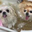 모여라 애견미용 이미지