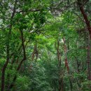 수원팔색길 여우길 이미지