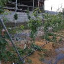 별샘농장 이미지