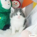 노르웨이숲 - 서산시 안견로 235 | 노르웨이숲