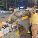 가방위에 고양이 이미지