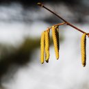 오리나무로 이미지