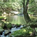제62차 정기산행 7월 12일(토) 흘리~물굽이 계곡(마장터)~박달나무쉼터 이미지
