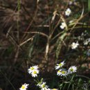 10월 구절초 산구절초 선모초 야생화 들꽃 산야초 꽃 약초 약용식물 이미지